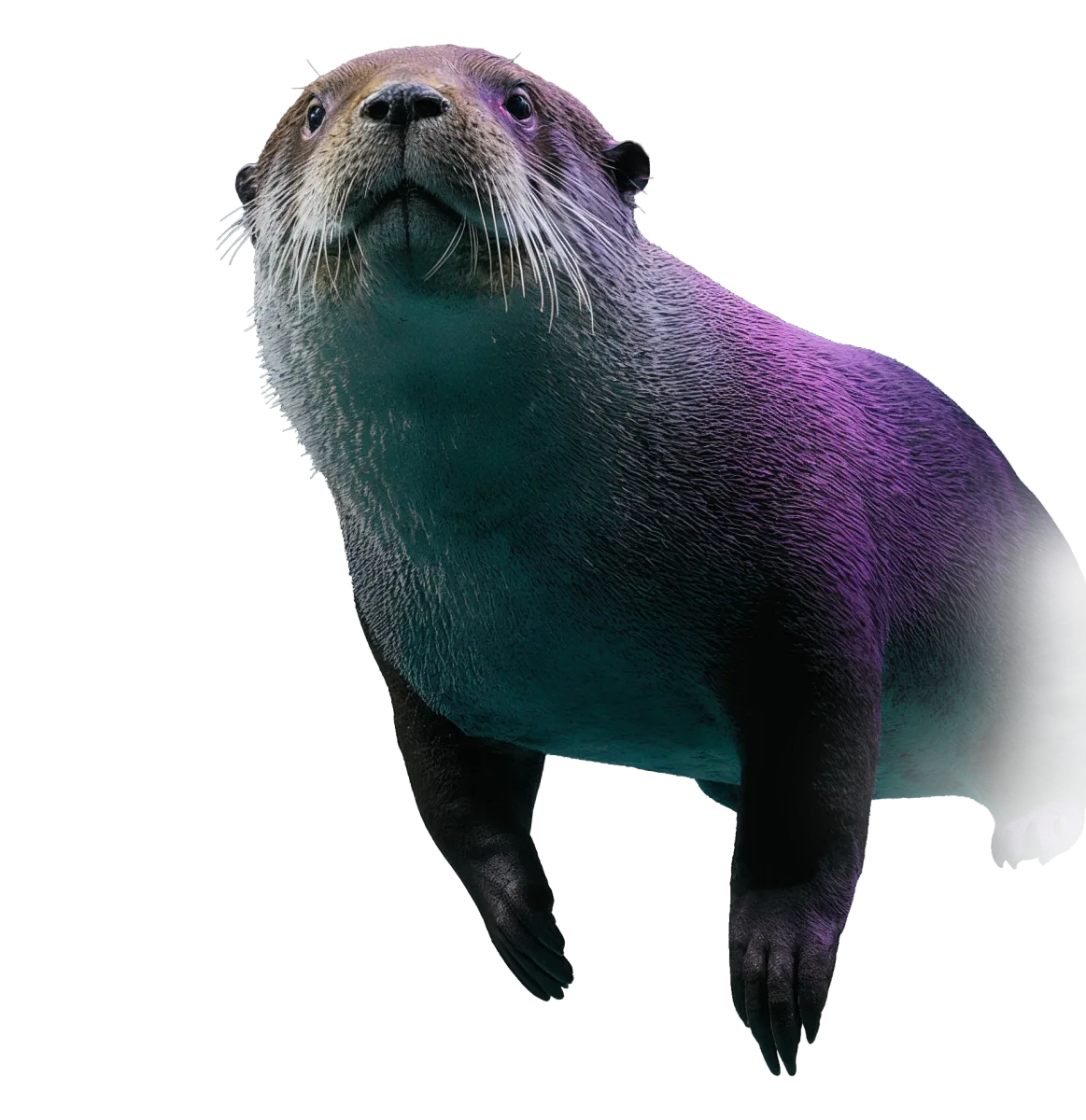 Large, intelligent otter swimming and looking up from dark water