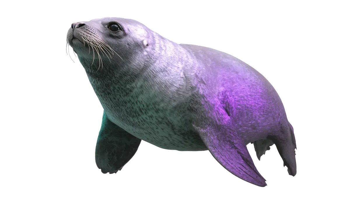 Large, intelligent seal or sea animal swimming in dark water